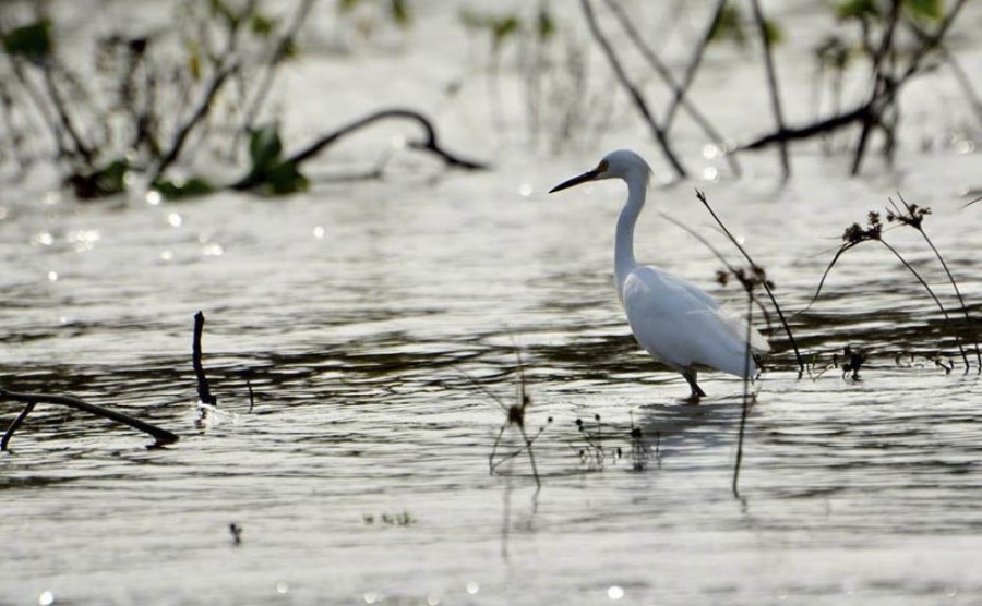 Isla Las Damas: el pulmón verde de Goya, Corrientes 3 900951 crop