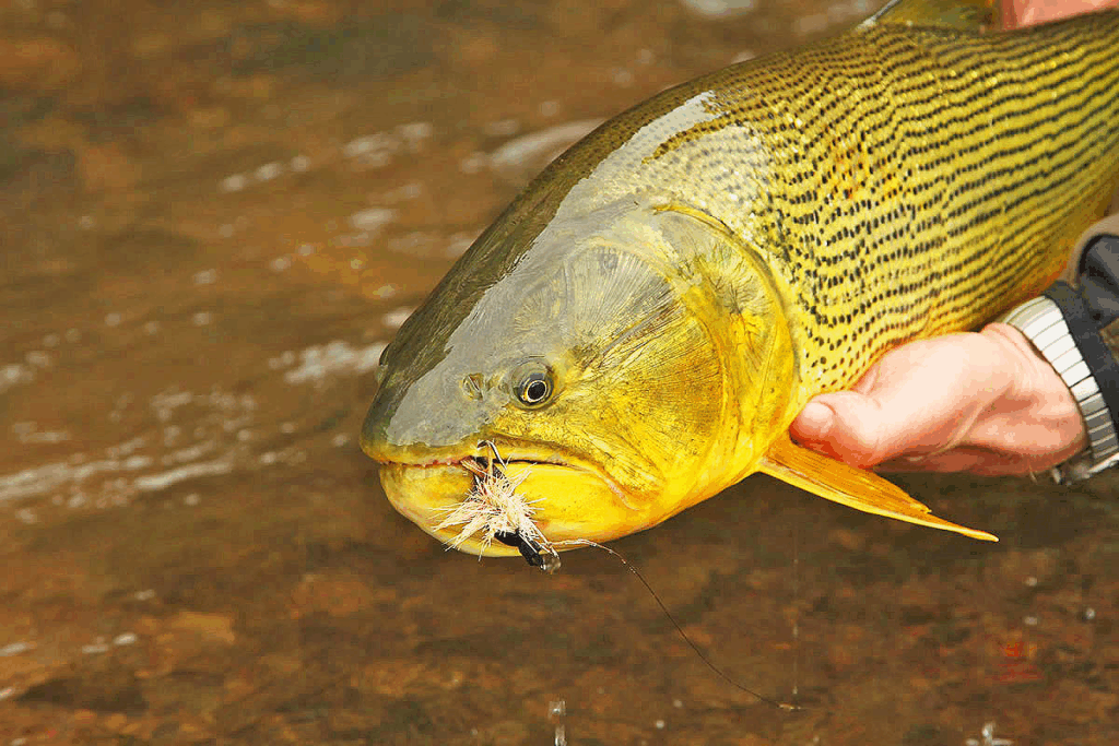Pesca con mosca en Goya, Corrientes: naturaleza, tradición y emoción 2 image 2